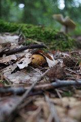 Do you think this mushroom will still grow?
