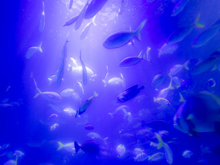 Fototapeta na wymiar Huge number of marine fishes in a water tank