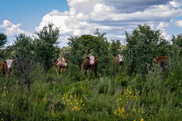 Argentinian routes of brown cow, black bull and calf gravel and dirt between countryside landscapes mountains and mountains of Cordoba Argentina in the vicinity of Characato in summer