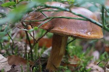 before you cut this mushroom