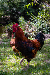 rooster in the farm chicken