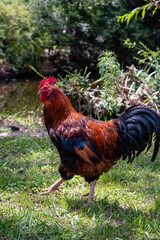 rooster in the farm chicken