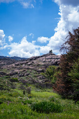 Fototapeta premium Argentinian routes of brown cow, black bull and calf gravel and dirt between countryside landscapes mountains and mountains of Cordoba Argentina in the vicinity of Characato in summer