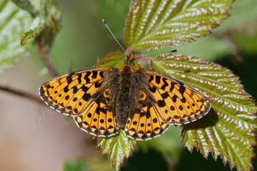 A Pearl-bordered Fritillary basking on a Bramble leaf.