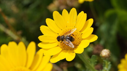 The brake is still sitting on the flower