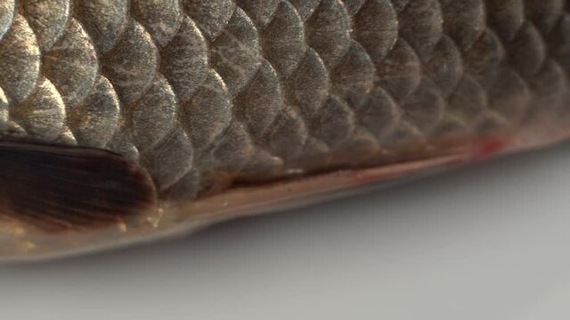 Closeup view stock video footage of fresh raw just caught fish laying on white background. Texture of gold scales of fish