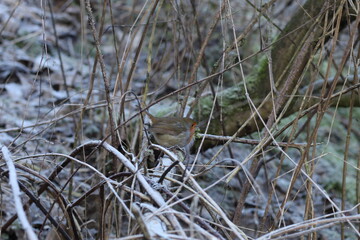 Robin perched on a branch.