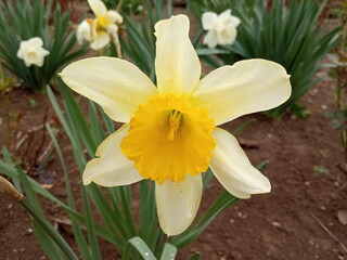 daffodils in the garden