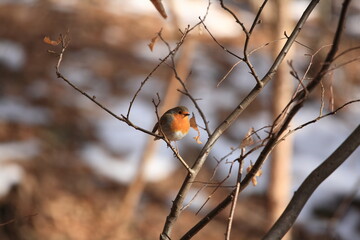 Un pettirosso alla ricerca di cibo tra la neve dell'inverno alpino.