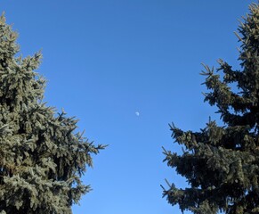 Midday moon between the pines