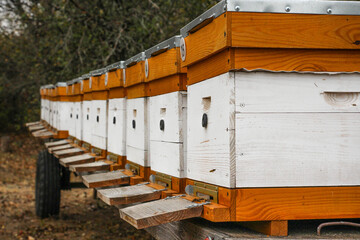 Fototapeta na wymiar apiary