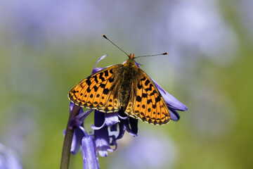 A Pearl-bordered Fritillary basking on a Bluebell flower.