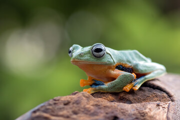 black-webbed tree frog on a tree branch