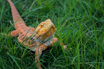 Bearded dragon lizard inside a bush