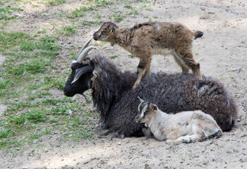 Goat with playful kids