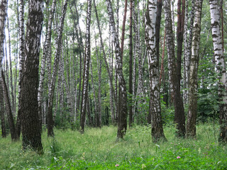 Obraz premium birch grove in summer on a clear sunny day