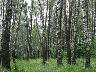 birch grove in summer on a clear sunny day