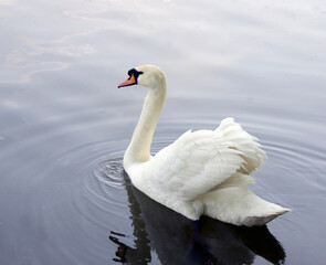 Obraz premium White swan