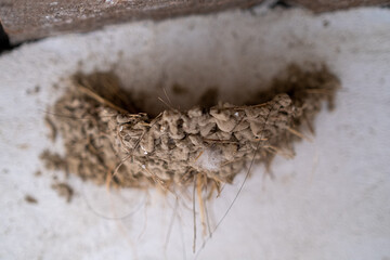 Nid d'hirondelles © L'oeil de J