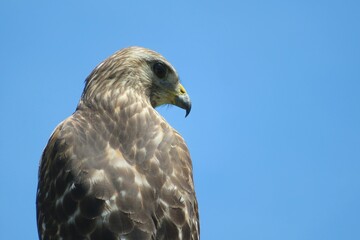 Red tailed hawk on blue sky background in Florida nature, closeup