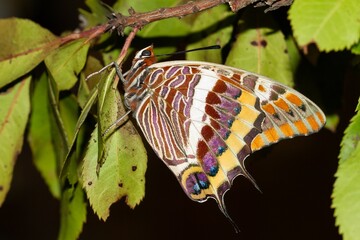Fototapeta na wymiar Charaxes jasius, colorful butterfly on the leaves with dark background