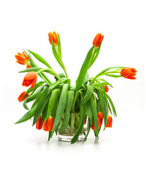 Tulpenstrauss Sequenz von aufgeblüht bis verblüht