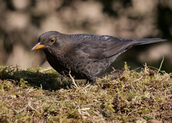 eine weibliche amsel sitzt am boden auf moos, Turdus merula
