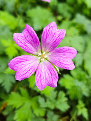 Fototapeta premium Geranium Brookside (in herman Storchschnäbel or Storchschnabel) Geraniaceae