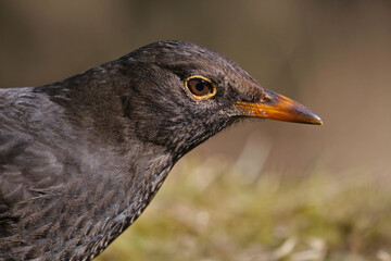 amsel weibchen portrait, turdus merula