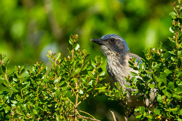 Fototapeta premium bird on a branch