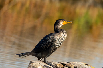 cormorant