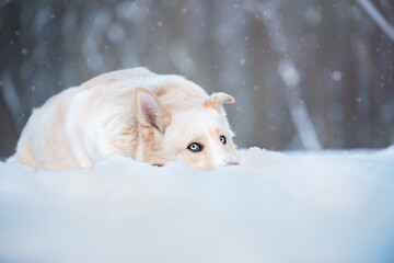 blue dogs eyes in snow