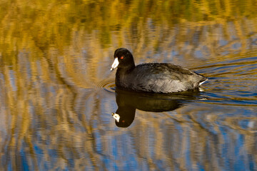 American coot