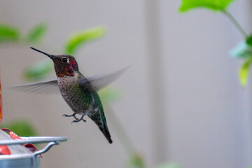 hummingbird in flight