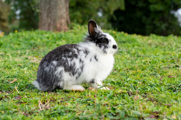 Fuffy la reginetta dei prati