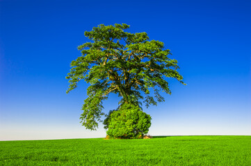 Fototapeta na wymiar tree. preservation of nature and environment