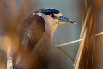 heron