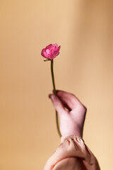Hand with rose color ranunculus flower. Offering flower as a gift to girl in Valentine Day or International Women's Day