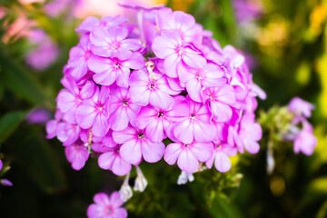 Small close up flowers