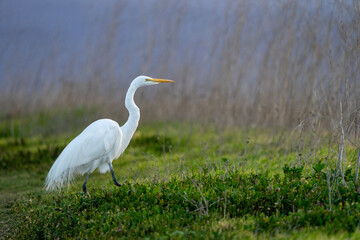 great blue heron