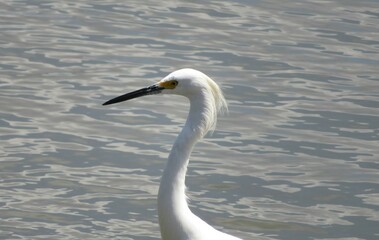 White snowy heron on river water background in Florida nature