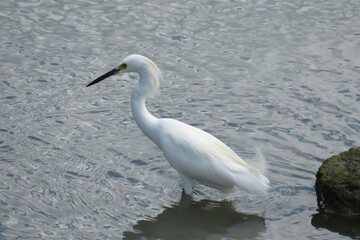 White snowy heron hunting at the river, closeup
