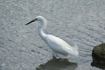 Great white heron hunting in the river