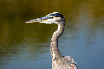 Fototapeta premium great blue heron