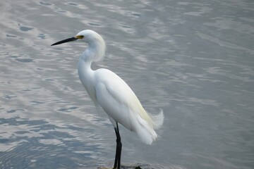 Great snowy heron on river water background in Florida nature, closeup