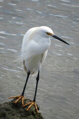 White snowy heron at the river in Florida nature, closeup