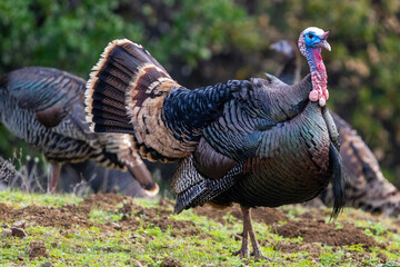 country in the field