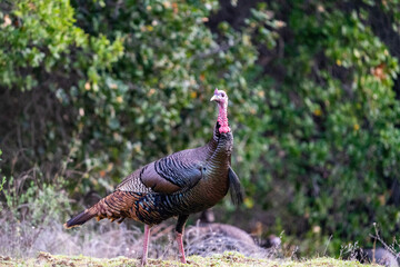 country on the field