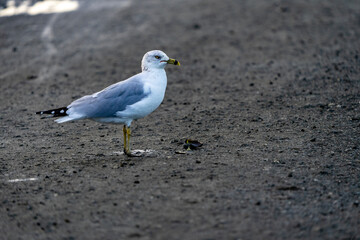 seagull on the beach