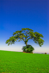 Fototapeta premium tree. preservation of nature and environment